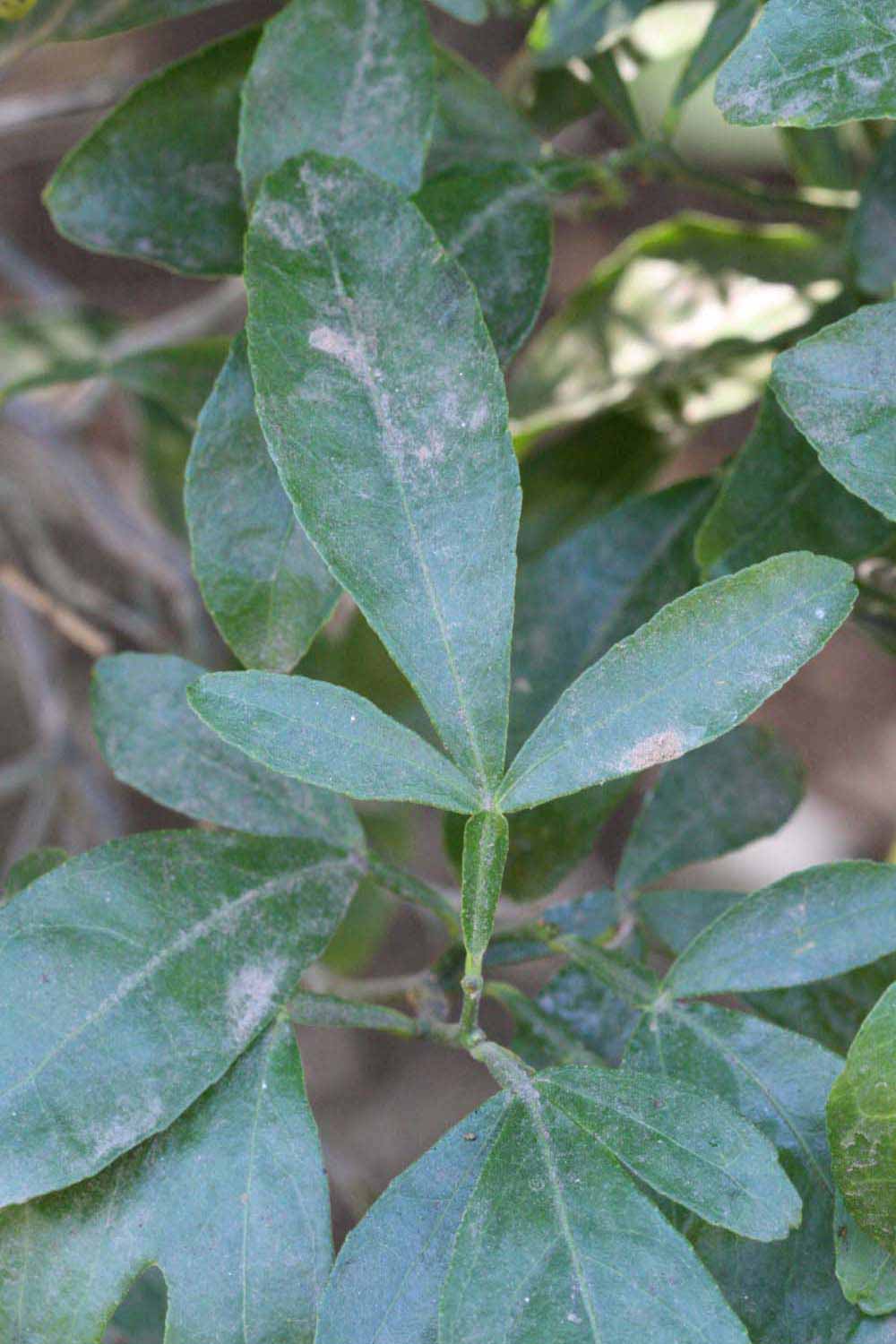              Trifoliolate leaf (Riverside, CA)       
